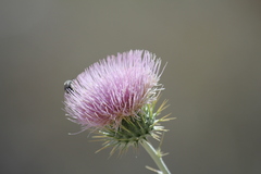 Cirsium neomexicanum
