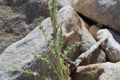 Cirsium neomexicanum