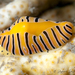 Tiger Egg Cowry - Photo (c) Steve Smith, some rights reserved (CC BY-NC), uploaded by Steve Smith