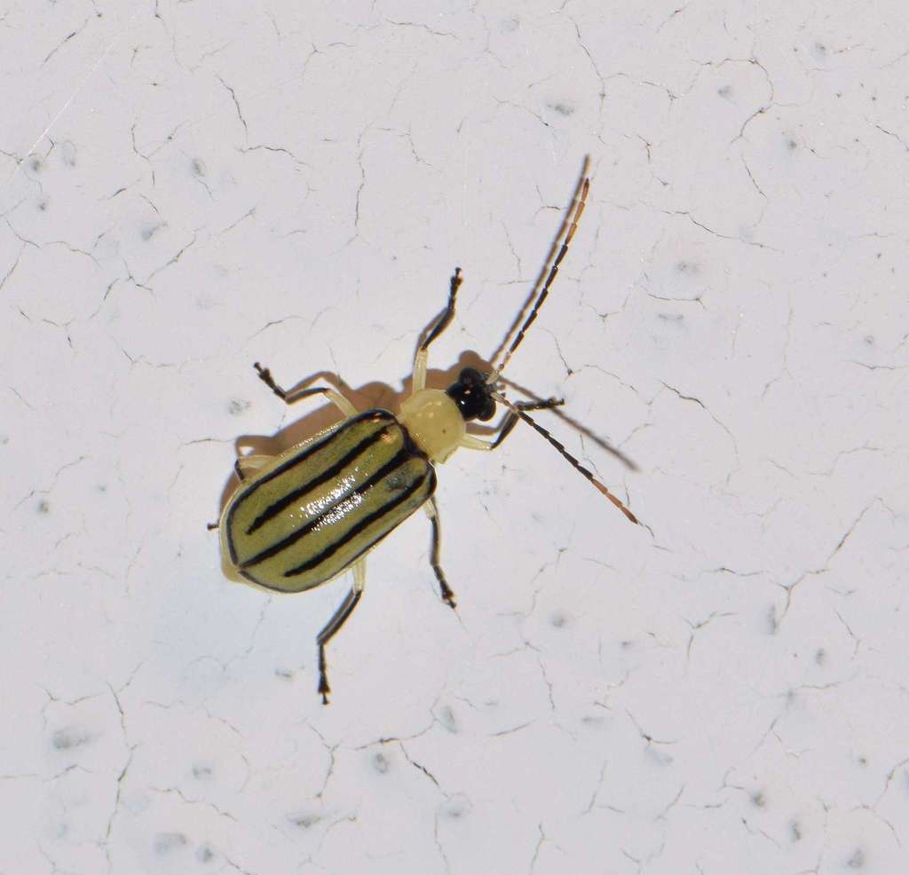 Amphelasma nigrolineatum
