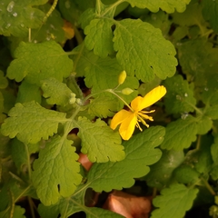 Chelidonium majus