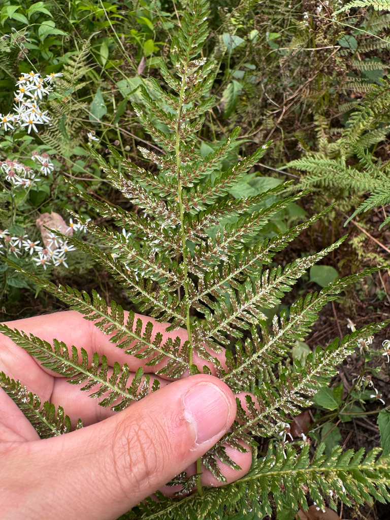 Uredinopsis longimucronata