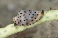 Cuspivolva howlandae