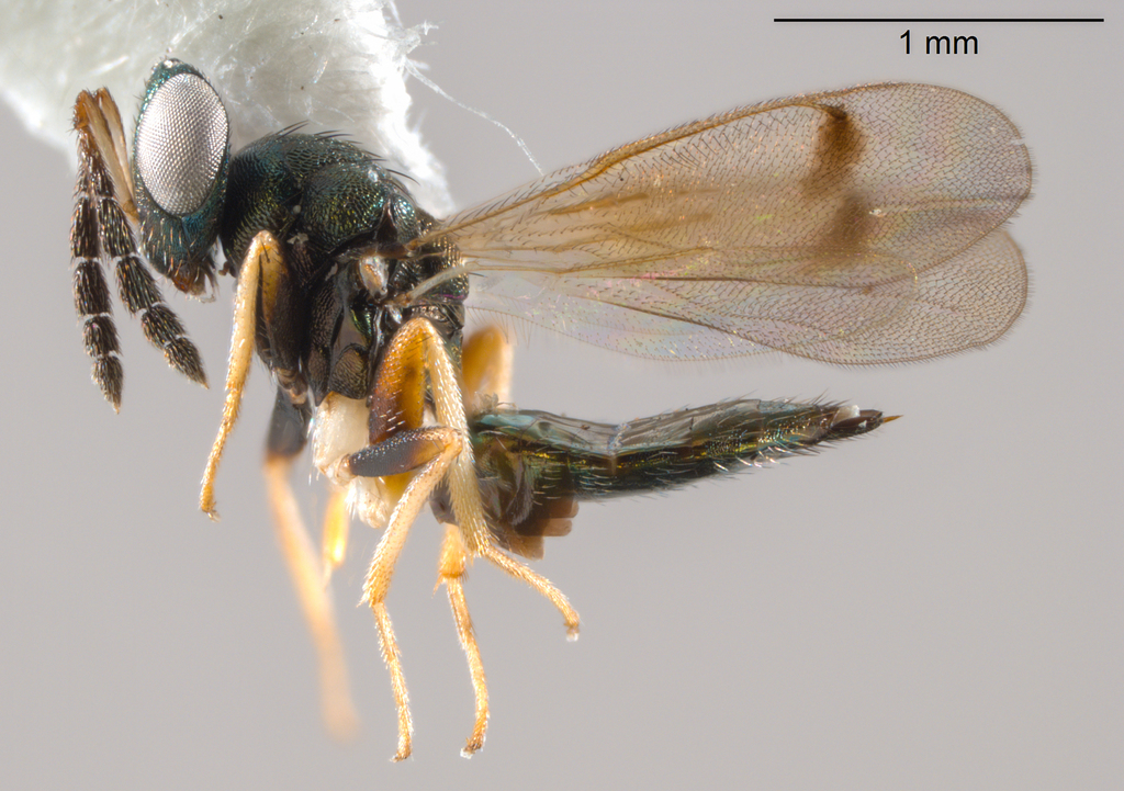 Dahlbominus