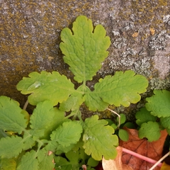 Chelidonium majus