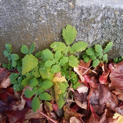 Chelidonium majus