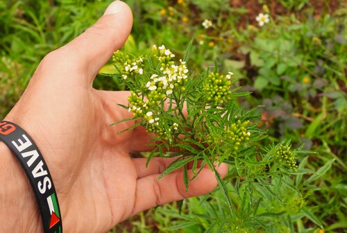 wild marigold