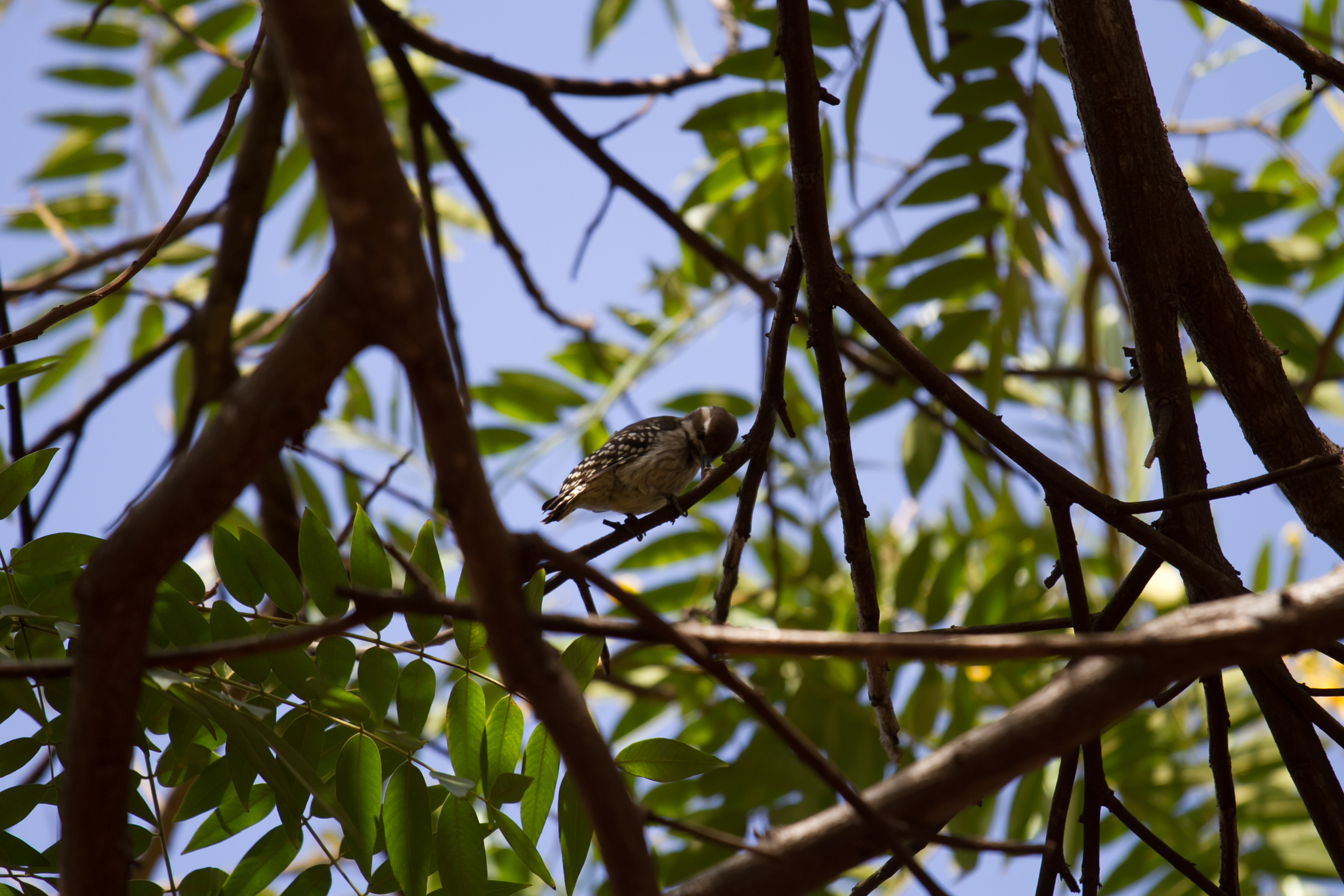 Brown-backed Woodpecker (Dendropicos obsoletus)