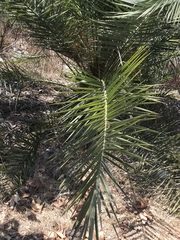 Phoenix dactylifera