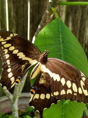Heraclides cresphontes