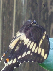 Heraclides cresphontes