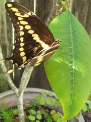 Heraclides cresphontes