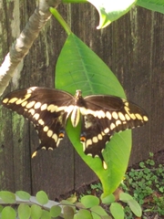 Heraclides cresphontes