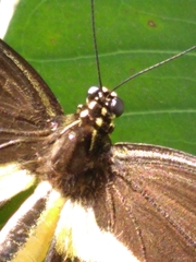 Heraclides cresphontes