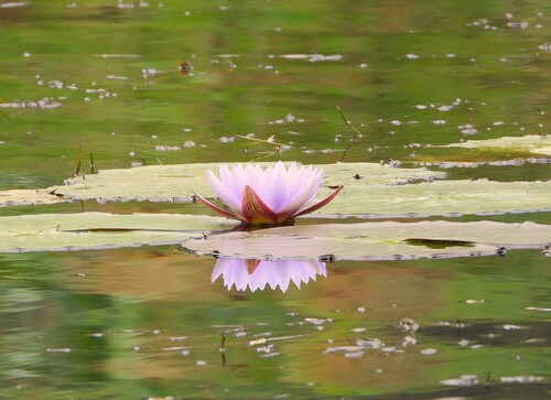 Day Waterlily