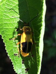 Chauliognathus flavipes