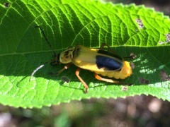 Chauliognathus flavipes