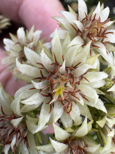 Edelweiss Hardleaf (Phylica dodii)