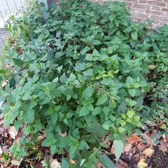 Urtica dioica