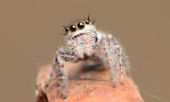 Phidippus insignarius