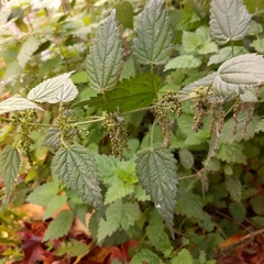 Urtica dioica