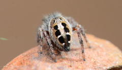 Phidippus insignarius