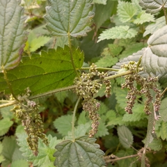 Urtica dioica