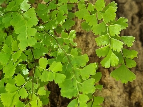 Adiantum excisum, photograph 2