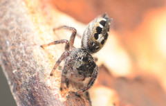 Phidippus insignarius