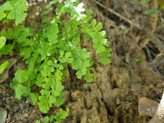 Adiantum excisum, photograph (c) Cesar Ormazabal, some rights reserved (CC BY)