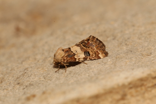 Third Flower Moth photo 5