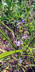 Dianella brevicaulis