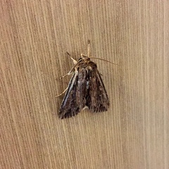 Lepidoptera