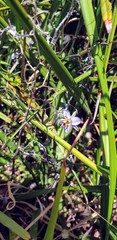 Dianella brevicaulis