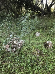 Senecio brasiliensis