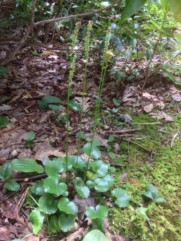 Galax sp. (Great Smoky Mountains National Park - Common Wildflowers)   iNaturalist
