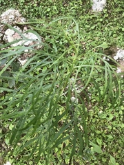 Senecio brasiliensis