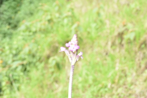 Cynorkis anacamptoides