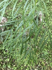 Senecio brasiliensis