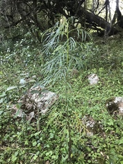 Senecio brasiliensis