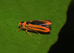 Soosiulus servula