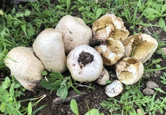 Chlorophyllum agaricoides