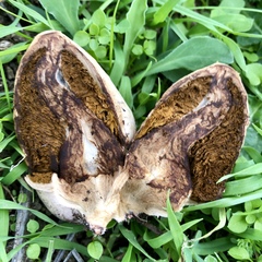 Chlorophyllum agaricoides