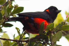 Anisognathus igniventris