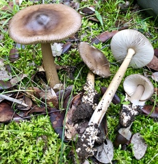 Amanita fulvoides