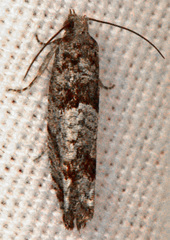 Pseudexentera spoliana
