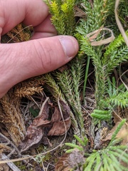 Dendrolycopodium hickeyi