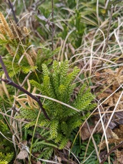 Dendrolycopodium hickeyi