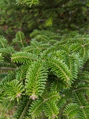 Abies fraseri