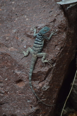 Petrosaurus thalassinus